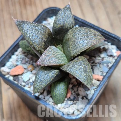 VVG35212 Haworthia magnifica v.splendens -Dekriet Road- seedling