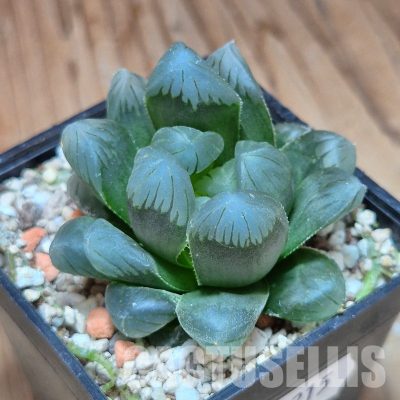 VVG35215 Haworthia obtusa 'Purple Dodson' cutting