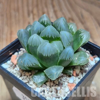 VVG35216 Haworthia obtusa 'Purple Dodson' cutting