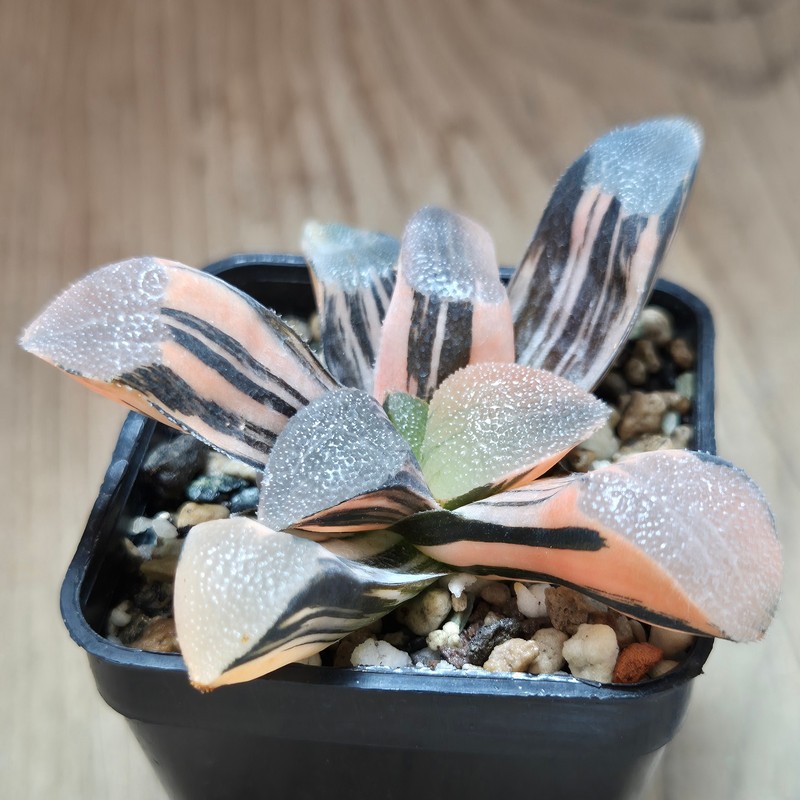 VVG35218 Haworthia bayeri f. variegata - Image 4