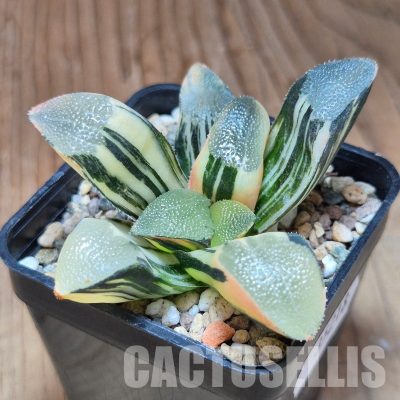 VVG35218 Haworthia bayeri f. variegata
