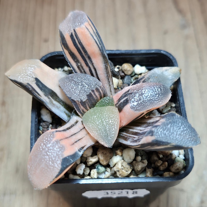 VVG35218 Haworthia bayeri f. variegata - Image 3
