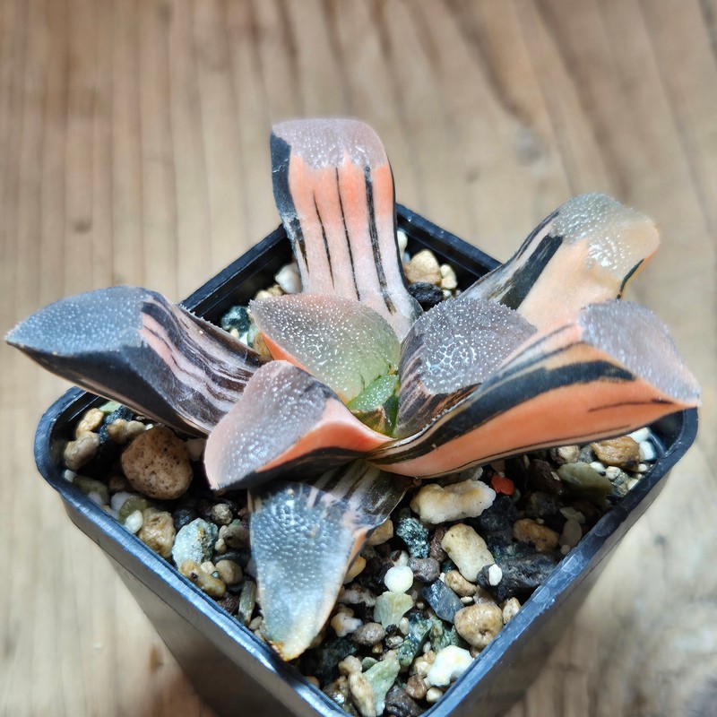 VVG35218 Haworthia bayeri f. variegata - Image 2