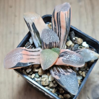 VVG35218 Haworthia bayeri f. variegata