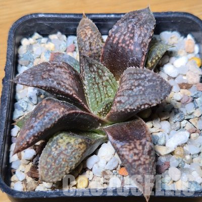 VVG35581  Haworthia ‘Black Mayor’ x ‘Yulia’  seedling