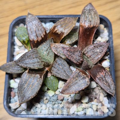 VVG35582  Haworthia picta -Japan- 2 plants seedling