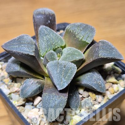 VVG35585 Haworthia pygmaea f.crystallina -Japan- seedling