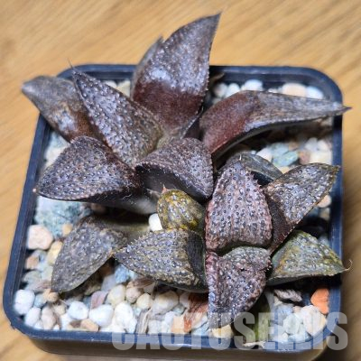 VVG35586 Haworthia magnifica v.splendens -Dekriet Road- seedling 2 plants