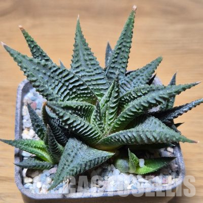 VVG35587 Haworthia limifolia -Ubombo-