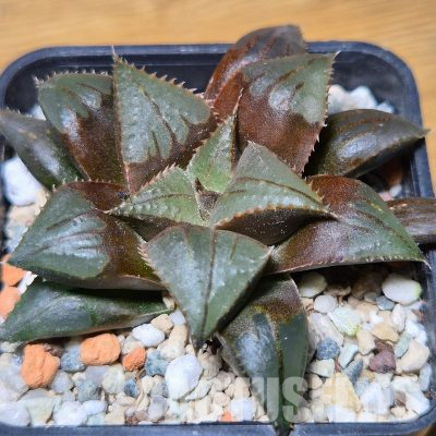 VVG35587 Haworthia mirabilis v.mundula SH