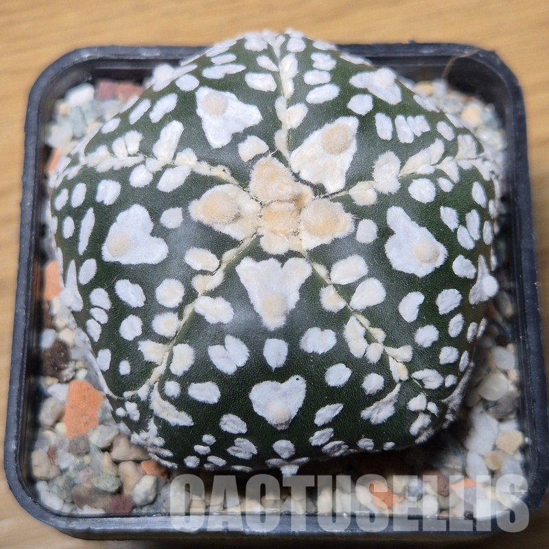 VVG35589 Astrophytum asterias ‘Super Kabuto’ V-type 5 ribs - Image 2