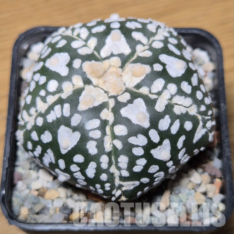 VVG35589 Astrophytum asterias ‘Super Kabuto’ V-type 5 ribs