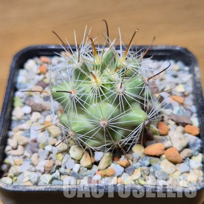 VVG35590 Mammillaria boolii seedling