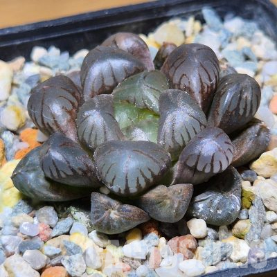 VVG35591 Haworthia obtusa ‘Purple Dodson’ seedling