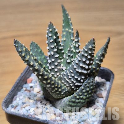 VVG35592 Haworthia maxima -Hear Worcester Airoport- seedling