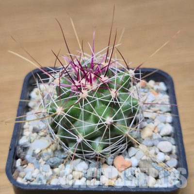 VVG35593 Ferocactus haematacanthus -El Amparo-