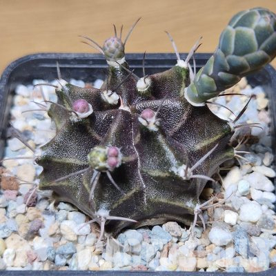 VVG35595 Gymnocalycium  mihanovichii  hybrid 7 ribs seedling