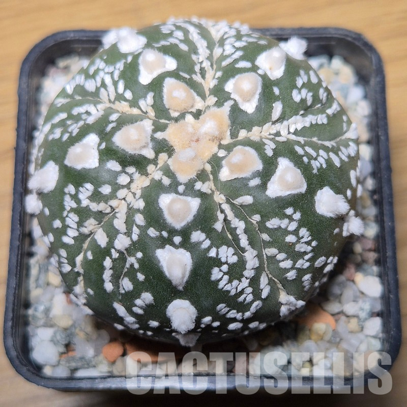 VVG35596 Astrophytum asterias ‘Super Kabuto’ V-type 5 ribs - Image 2