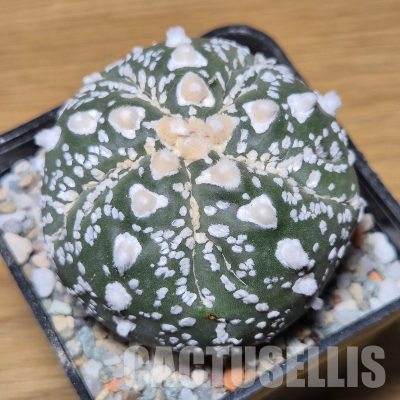 VVG35596  Astrophytum asterias ‘Super Kabuto’ V-type 5 ribs