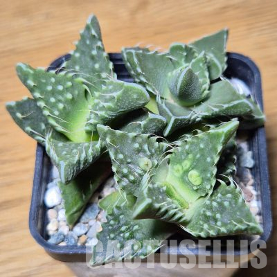 VVG35597 Faucaria tuberculosa 3 plants seedling