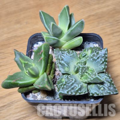 VVG35598 Faucaria mix 3 plants seedling