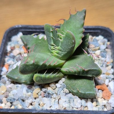 VVG35599 Faucaria tigrina -Lynton- seedling