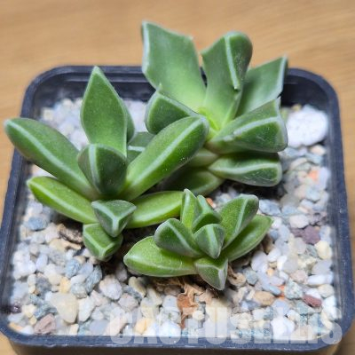 VVG35600 Faucaria boscheana -Duiwefontein- 3 plants seedling