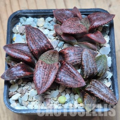 VVG36048 Haworthia picta v. janvlokii GM267 seedling 3 plants