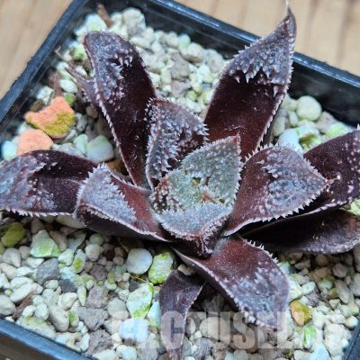 VVG36049 Haworthia ‘Kegazato’ x cooperi x venusta x clon22 + clon25 seedling