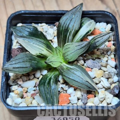 VVG36050 Haworthia atrofusca ‘Watermelon’ f.variegata