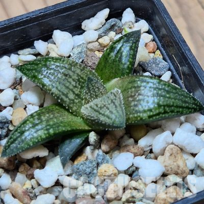 VVG36052 Haworthia ‘Sulphur’ cutting