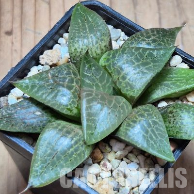 VVG36053 Haworthia comptoniana Select form seedling