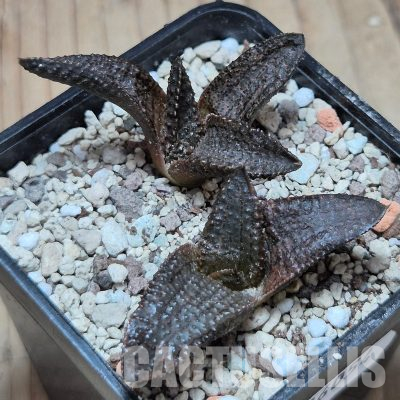 VVG36054 Haworthia koelmaniorum 2 plants seedling