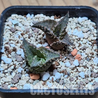 VVG36055 Haworthia tesselata RNS 2 plants
