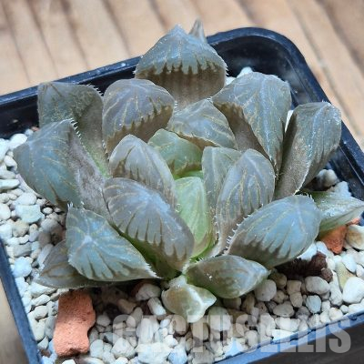 VVG36057 Haworthia obtusa ‘Purple Dodson’ seedling
