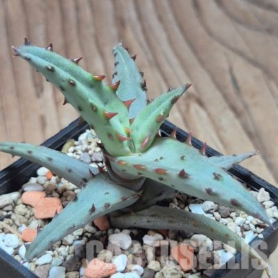 VVG36058 Aloe castilloniae seedling