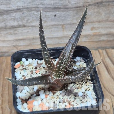 VVG36059  Aloe florenceae seedling