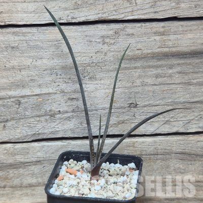 VVG36060 Aloe pronkii seedling