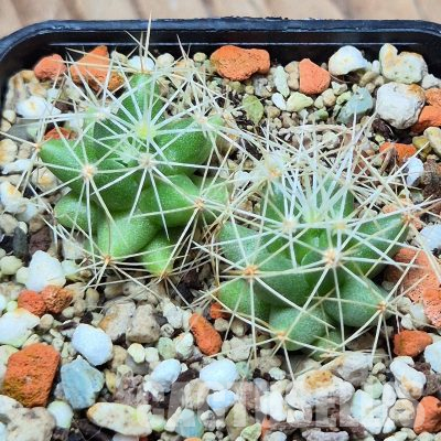 VVG36064 Mammillaria longimamma 2 plants seedling