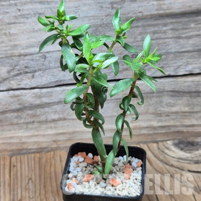 VVG36065 Crassula sarcocaulis