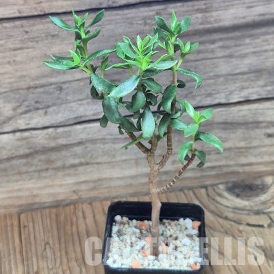 VVG36066 Crassula sarcocaulis