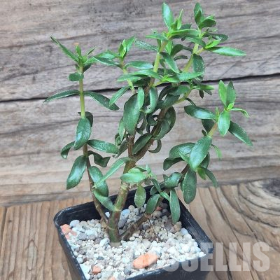 VVG36067 Crassula sarcocaulis