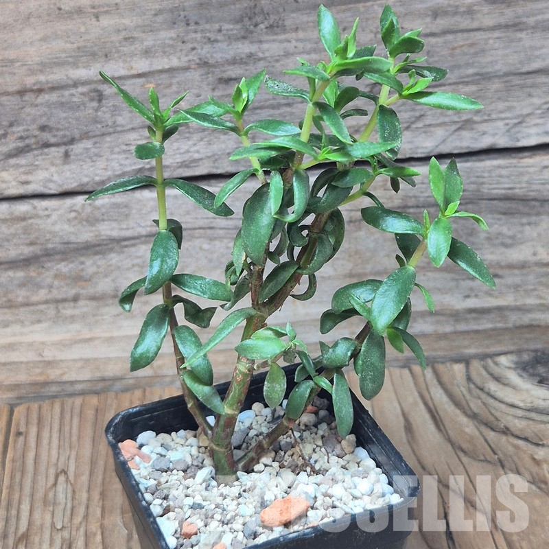VVG36067 Crassula sarcocaulis