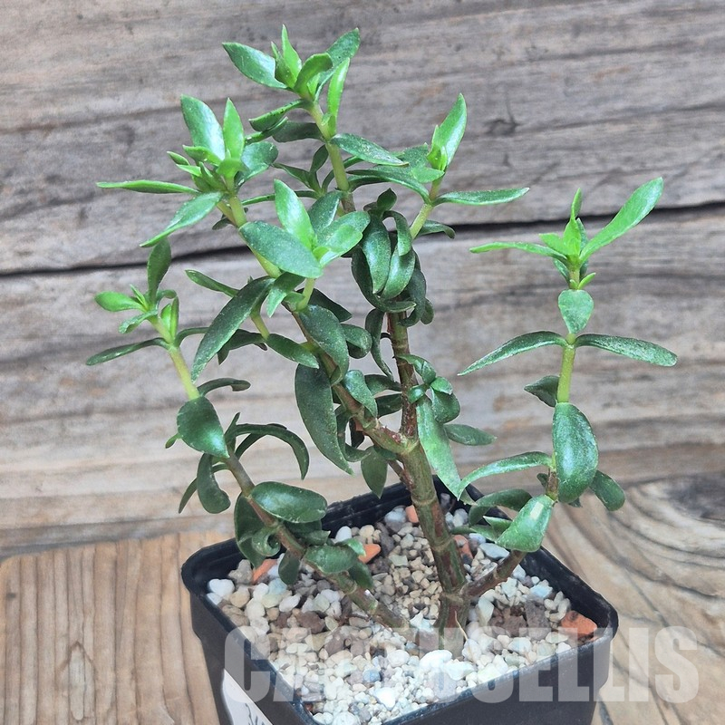 VVG36067 Crassula sarcocaulis - Image 2