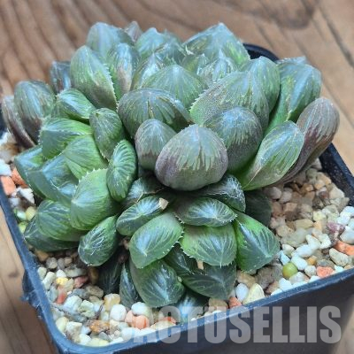 VVG36068 Haworthia obtusa ‘Purple Dodson’ hybrid seedling