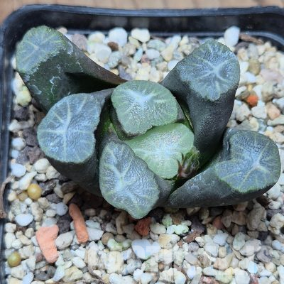 VVG36069 Haworthia maughanii VVG14 x VVG11 -Japan- seedling