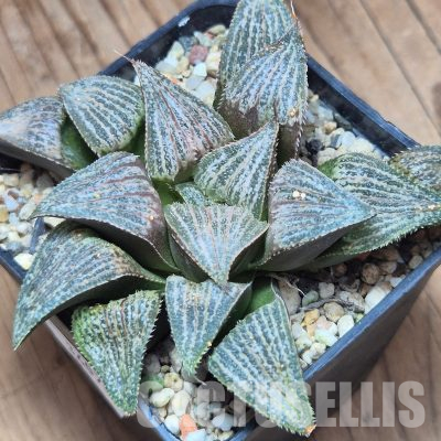 VVG36070 Haworthia ‘Anna Cocozza’ hybrid x splendens hybrid seedling