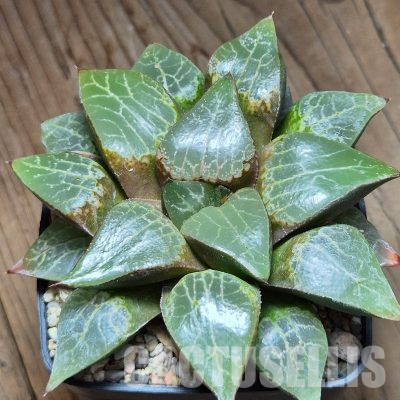 VVG36071 Haworthia comptoniana