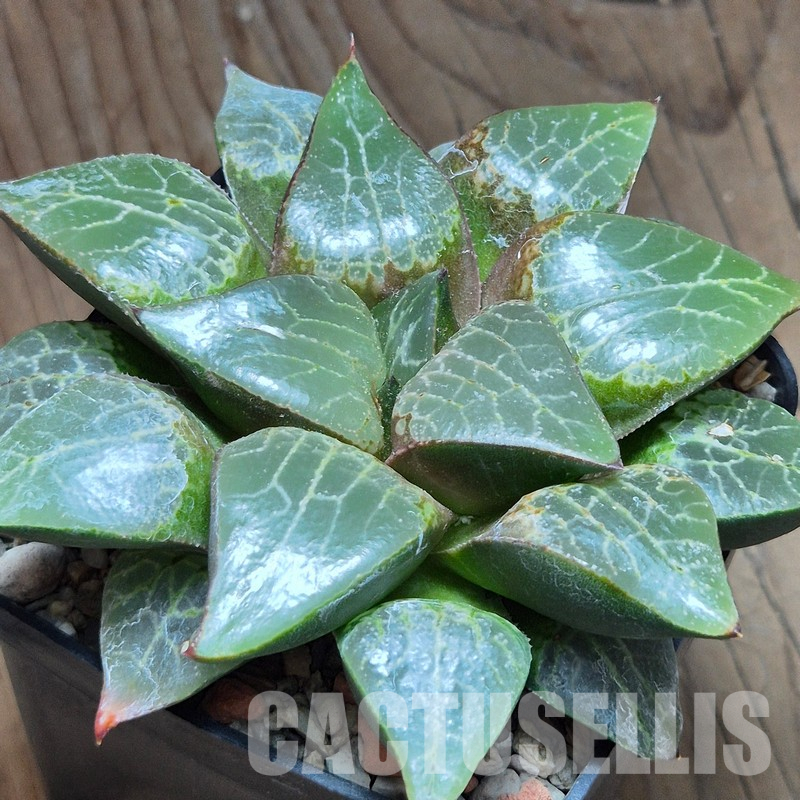 VVG36071 Haworthia comptoniana - Image 2