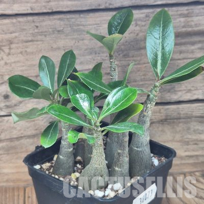 VVG36073 Adenium obesum hybrid mix 7 plants seedling